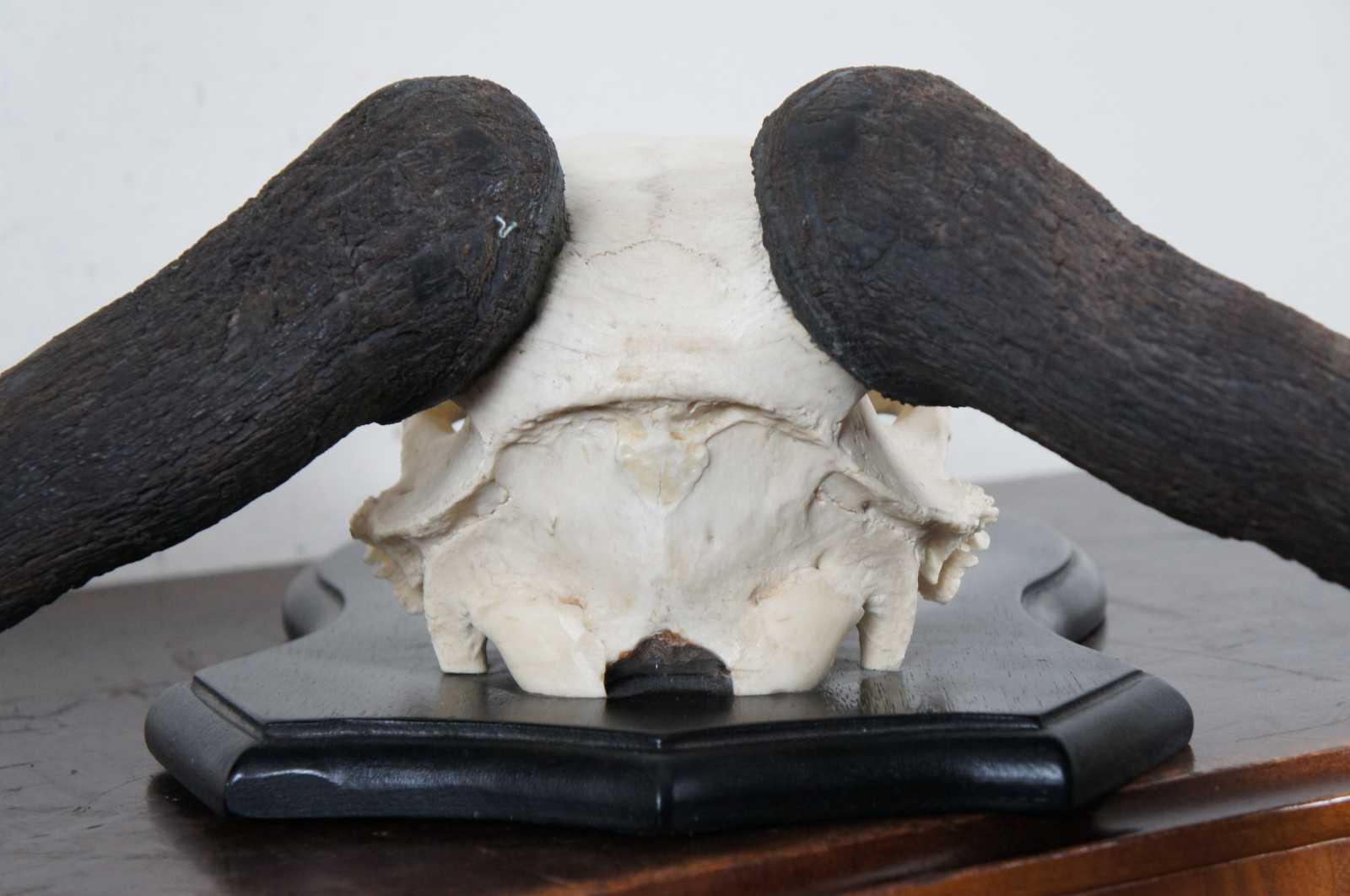 African Wildebeest Skull Horn Plaque Shield Mount Taxidermy Head 27