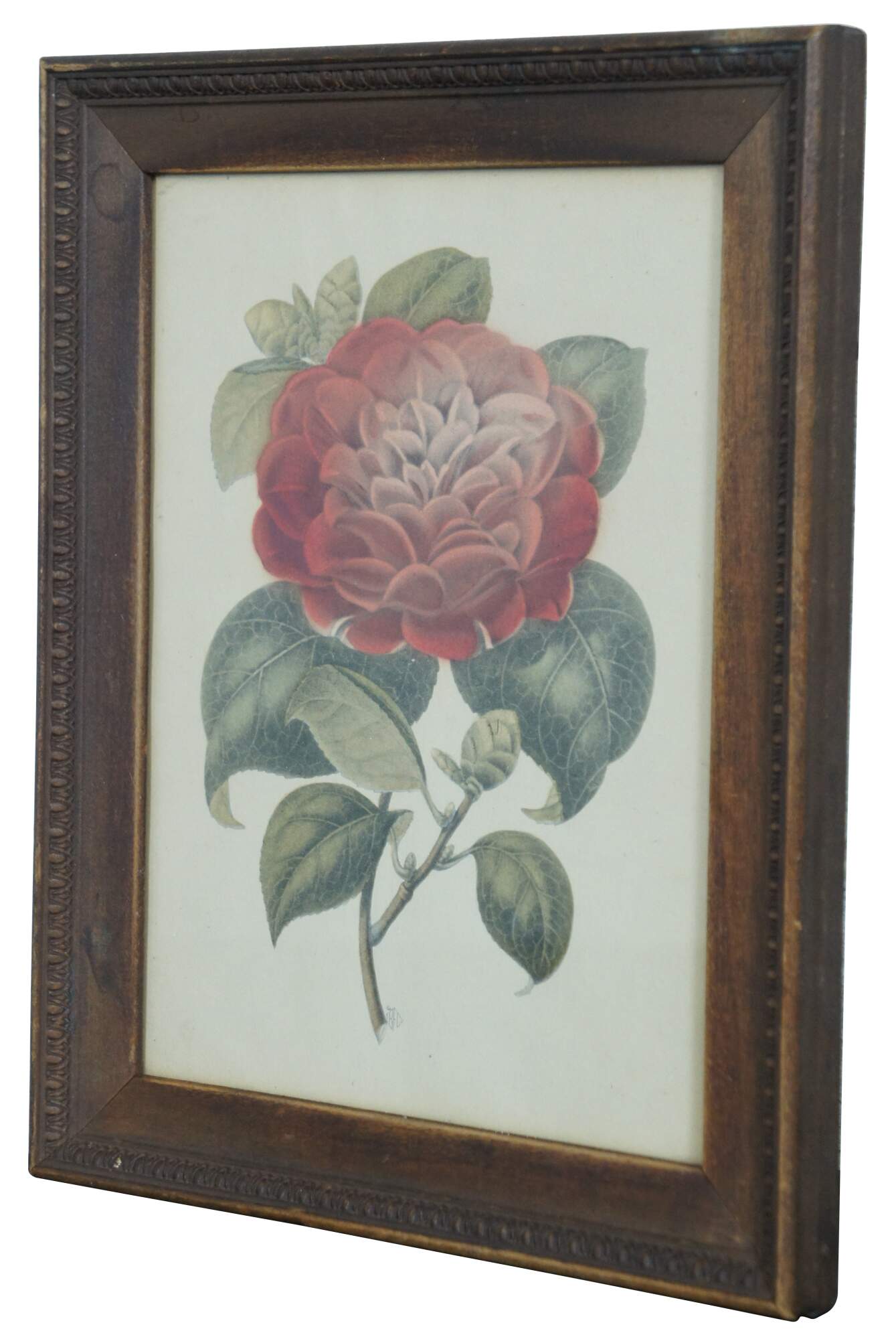 Antique IBF Co Framed Floral Chromolithograph Print Camellia Flower 10