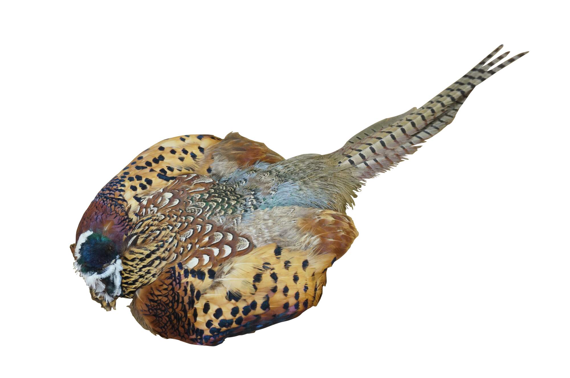 Main Image